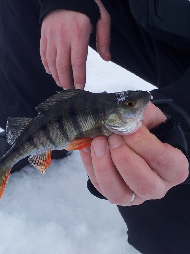 voyage de noces en Laponie finlandaise - les activités